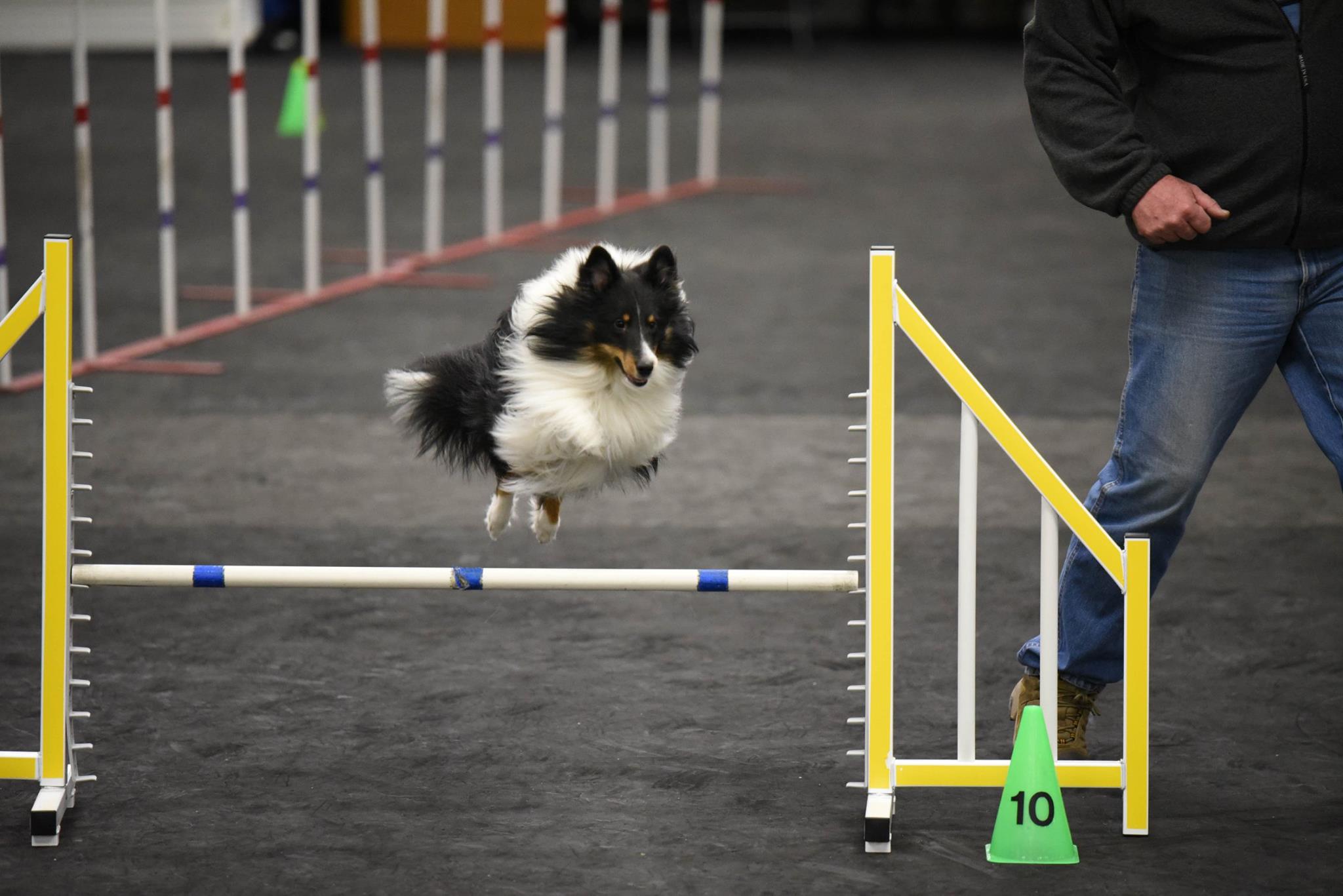 Agility Classes - Twin Cities Obedience Training Club