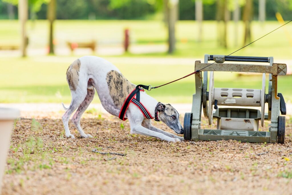 Agility Classes - Twin Cities Obedience Training Club